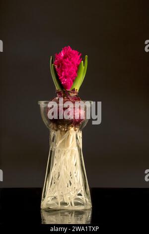 Ampoule Hyacinthe rose poussant dans le vase en verre Roots Bulb Flower Banque D'Images