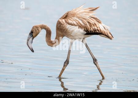 Grand flamant rose juvénile, Phoenicopterus roseus, Delta de l'Èbre, Catalogne, Espagne Banque D'Images