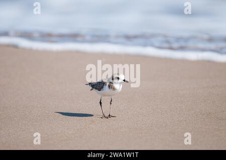 Pluvier kentish, Charadrius alexandrinus, sur la plage, Delta de l'Èbre, catalogne, Espagne Banque D'Images