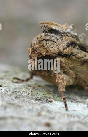 Gros plan facial vertical détaillé sur le papillon de hiboux à arches sombres, Apamée monoglypha, assis sur le bois dans le jardin Banque D'Images