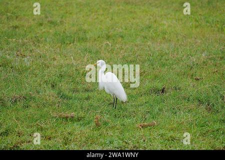 Aigrette à bec jaune sur la savane africaine au parc national d'Amboseli dans le comté de Kajiado au Kenya en 2023 chaude journée d'hiver ensoleillée en juillet. Banque D'Images