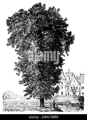 Platanus orientalis, Platanus orientalis, (, 1911), Morgenländische Platane, platane d'Orient Banque D'Images