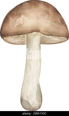 Illustration de champignons aquarelle, chapeau brun boletuses champignons clipart , élément forestier dessiné à la main Banque D'Images