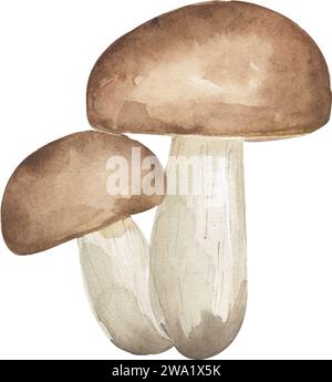 Illustration de champignons aquarelle, chapeau brun boletuses champignons clipart , élément forestier dessiné à la main Banque D'Images