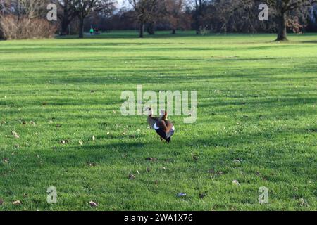 Oies égyptiennes marchant sur une prairie près de la rivière main à Francfort Banque D'Images