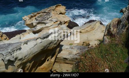 Grès avec des plantes sur le rivage de la mer Banque D'Images