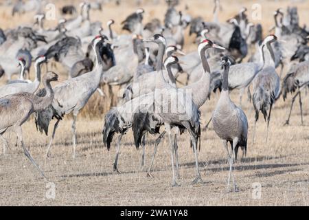 Grue commune, Grus grus, lagune Gallocanta, Aragon, Espagne Banque D'Images