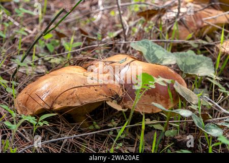 champignons boletus sous aiguilles de pin sèches gros plan. mise au point sélective Banque D'Images