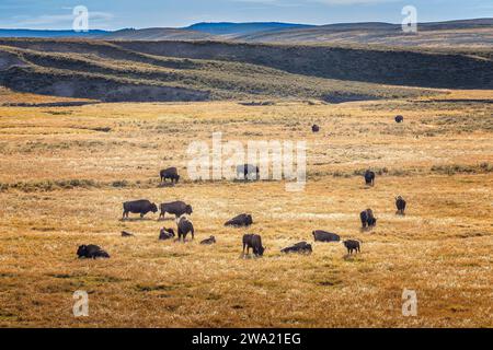 Un troupeau de bisons américains dans le parc national de Yellowstone, Wyoming USA Banque D'Images