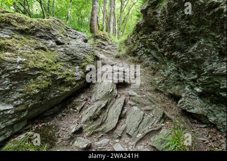 Les crétes de Frahan et les ruines du chateau de Montragut dominent la Semois. | les crêtes de Frahan dominent la rivière Semois avec ses ruines de château Banque D'Images