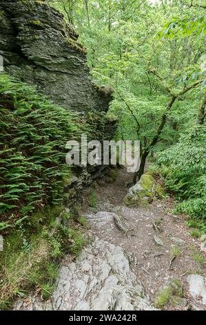 Les crétes de Frahan et les ruines du chateau de Montragut dominent la Semois. | les crêtes de Frahan dominent la rivière Semois avec ses ruines de château Banque D'Images