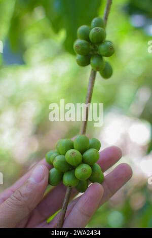 Détail des baies de café sur l'arbre avec fond bokeh, pas de gens. Banque D'Images