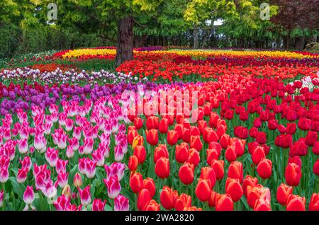 Les jardins de tulipes RoozenGaarde dans la vallée de Skagit, Washington, États-Unis. Banque D'Images