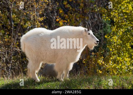 Une chèvre de montagne blanche avec la couleur du feuillage d'automne dans le Spearfish Canyon, Dakota du Sud, États-Unis. Banque D'Images