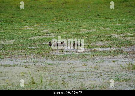 Canard sifflant à visage blanc sur la savane africaine au parc national d'Amboseli dans le comté de Kajiado au Kenya en 2023 chaude journée d'hiver ensoleillée en juillet. Banque D'Images