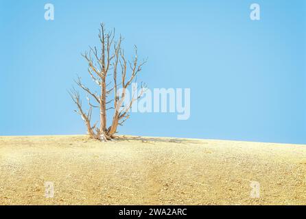 Arbre mort dans un désert aride dans le parc national de Bryce Canon Banque D'Images