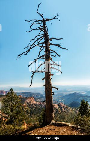 Arbre mort sur une falaise dans le parc national de Bryce Canyon Banque D'Images