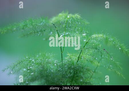 Graceful Asparagus setaceus avec Copyspace Banque D'Images
