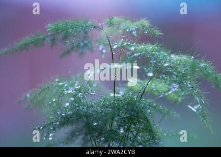 Graceful Asparagus setaceus avec Copyspace Banque D'Images