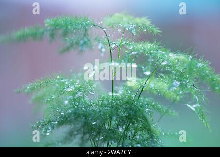 Graceful Asparagus setaceus avec Copyspace Banque D'Images