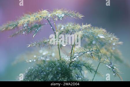 Graceful Asparagus setaceus avec Copyspace Banque D'Images