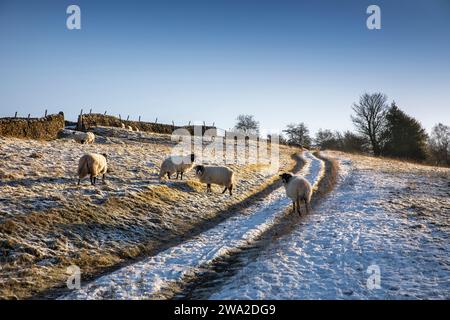 Royaume-Uni, Angleterre, Cheshire, Rainow, hiver, moutons dans le champ enneigé à côté du sentier de randonnée de Walker Barn Banque D'Images