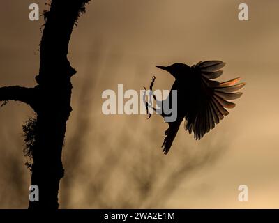 Aberystwyth, Ceredigion, pays de Galles, Royaume-Uni. , . Pendant une demi-heure environ alors que le soleil se levait le matin du jour de l'an, ces oiseaux de jardin ont été silhouettés contre les tons chauds dans le ciel. Pendant qu'ils déployaient leurs ailes, la lumière était diffractée en un motif irridescent à travers leurs plumes de vol. Alors que le ciel s'embuait sur les couleurs étaient perdues. Crédit : Phil Jones/Alamy Live News Banque D'Images