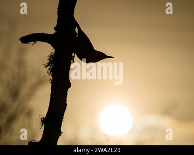 Aberystwyth, Ceredigion, pays de Galles, Royaume-Uni. , . Pendant une demi-heure environ alors que le soleil se levait le matin du jour de l'an, ces oiseaux de jardin ont été silhouettés contre les tons chauds dans le ciel. Pendant qu'ils déployaient leurs ailes, la lumière était diffractée en un motif irridescent à travers leurs plumes de vol. Alors que le ciel s'embuait sur les couleurs étaient perdues. Crédit : Phil Jones/Alamy Live News Banque D'Images