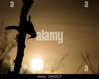 Aberystwyth, Ceredigion, pays de Galles, Royaume-Uni. , . Pendant une demi-heure environ alors que le soleil se levait le matin du jour de l'an, ces oiseaux de jardin ont été silhouettés contre les tons chauds dans le ciel. Pendant qu'ils déployaient leurs ailes, la lumière était diffractée en un motif irridescent à travers leurs plumes de vol. Alors que le ciel s'embuait sur les couleurs étaient perdues. Crédit : Phil Jones/Alamy Live News Banque D'Images