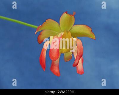 Fleur jaune-vert rouge dramatique de la plante carnivore de cruche cramoisi (Sarracenia leucophylla) sur longue tige sur fond bleu contrasté Banque D'Images