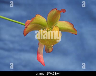 Fleur jaune-vert rouge dramatique de la plante carnivore de cruche cramoisi (Sarracenia leucophylla) sur longue tige sur fond bleu contrasté Banque D'Images