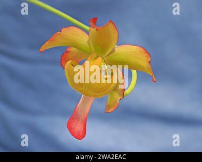 Fleur jaune-vert rouge dramatique de la plante carnivore de cruche cramoisi (Sarracenia leucophylla) sur longue tige sur fond bleu contrasté Banque D'Images