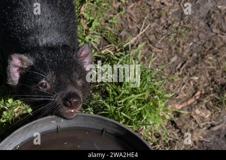 Le diable de Tasmanie appuie sa tête sur un abreuvoir. Animal très rare et unique. Sarcophilus harrisii en Tasmanie, Australie. Espace de copie Banque D'Images