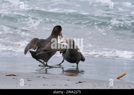 Les pétrels géants du Sud (Macronectes giganteus) se disputent dans les vagues sur Sea Lion Island dans les îles Malouines. Banque D'Images