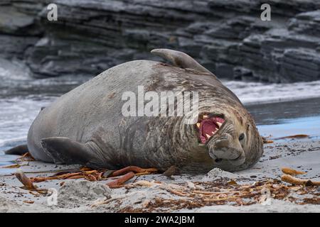 Le phoque éléphant du Sud mâle (Mirounga leonina) montre son ennui d'être harcelé Tussacre (Cinclodes antarcticus antarcticus) sur l'île Lion de mer Banque D'Images