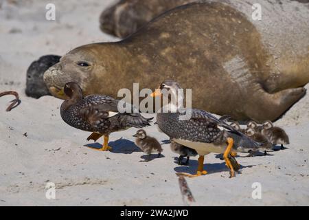 Les canards à vapeur des Malouines (Tachyeres brachypterus) naviguent dans leur couvée de poussins récemment éclos à travers un groupe d'éléphants de mer jusqu'à la mer. Banque D'Images