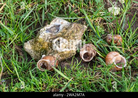 Coquilles d'escargot vides peut-être mangées par une grive de chanson couchée à côté d'une pierre dans l'herbe, Royaume-Uni Banque D'Images