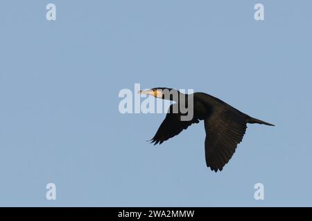 Cormoran (Phalacrocorax carbo) Banque D'Images