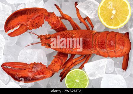 vue de dessus du homard canadien entier bouilli, homarus americanus en cubes de glace avec citron et citron vert, gros plan de fruits de mer coûteux et luxueux Banque D'Images