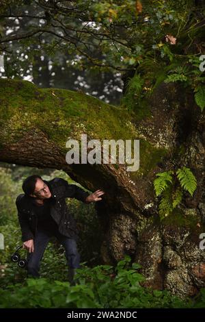 Un homme explore des forêts anciennes en Angleterre, Royaume-Uni Banque D'Images