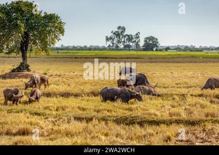 Buffles d'eau pâturant dans un champ près de Tonle SAP, Cambodge Banque D'Images