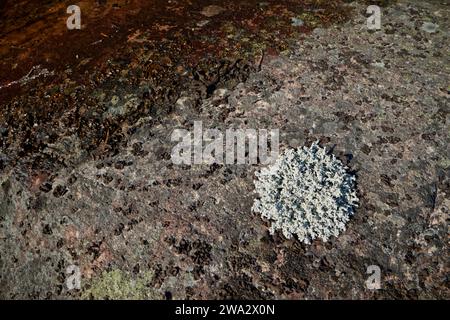 Lichen des neiges (Stereocaulon) Banque D'Images