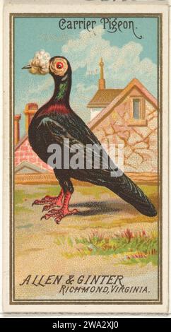 Carrier Pigeon, de la série Birds of America (N4) pour Allen & Ginter cigarettes Brands 1963 par Allen & Ginter Banque D'Images