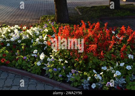 Salvia rouge et pétunia fleurs sur un parterre de fleurs le soir dans la ville. Un beau parterre de fleurs dans la ville. Banque D'Images