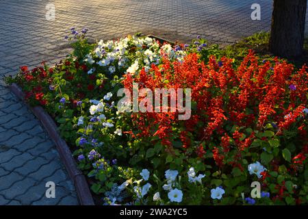 Salvia rouge et pétunia fleurs sur un parterre de fleurs le soir dans la ville. Un beau parterre de fleurs dans la ville. Banque D'Images