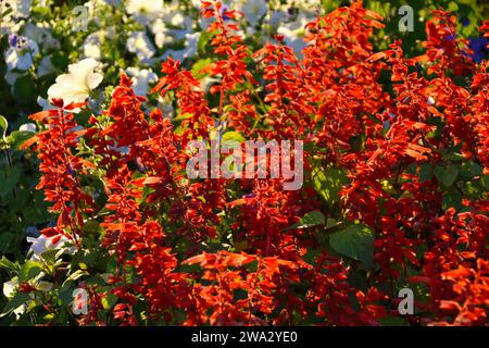 Salvia rouge et pétunia fleurs sur un parterre de fleurs le soir dans la ville. Un beau parterre de fleurs dans la ville. Banque D'Images