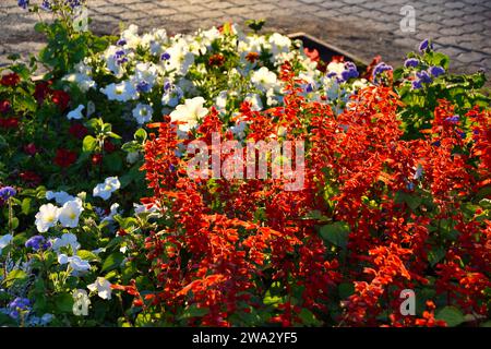 Salvia rouge et pétunia fleurs sur un parterre de fleurs le soir dans la ville. Un beau parterre de fleurs dans la ville. Banque D'Images