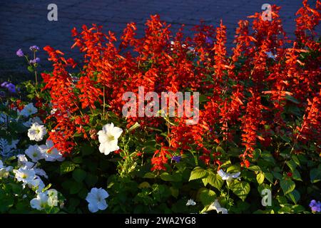 Salvia rouge et pétunia fleurs sur un parterre de fleurs le soir dans la ville. Un beau parterre de fleurs dans la ville. Banque D'Images
