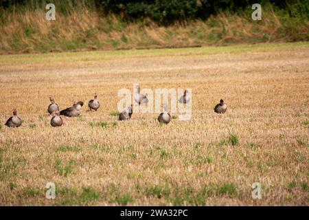 oies sauvages et canards sauvages sur un champ dans le nord-ouest de l'allemagne, district emsland, basse-saxe, au cours de l'été 2023 Banque D'Images