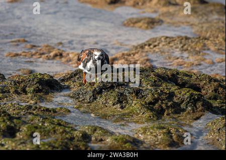 Ruddy Turnstone, Arenaria interprètent, à la recherche de nourriture à marée basse, Costa Calma, Fuerteventura Banque D'Images